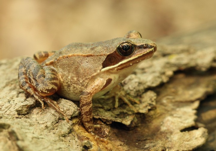 Wood Frog